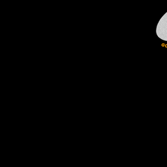 Collection image for: PELICANS